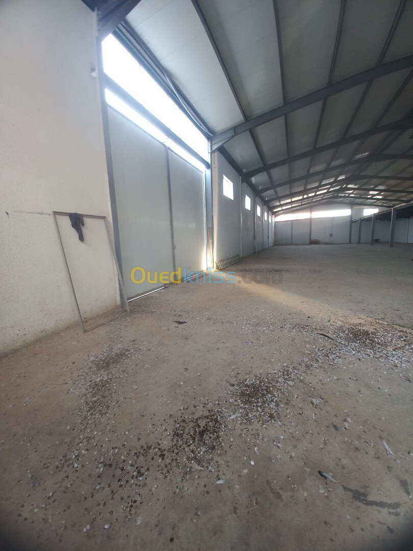 Location Hangar Blida Beni tamou