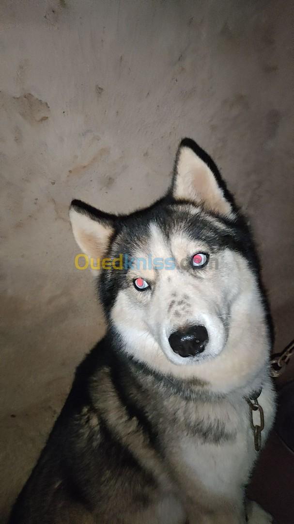 Chien husky a vendre 