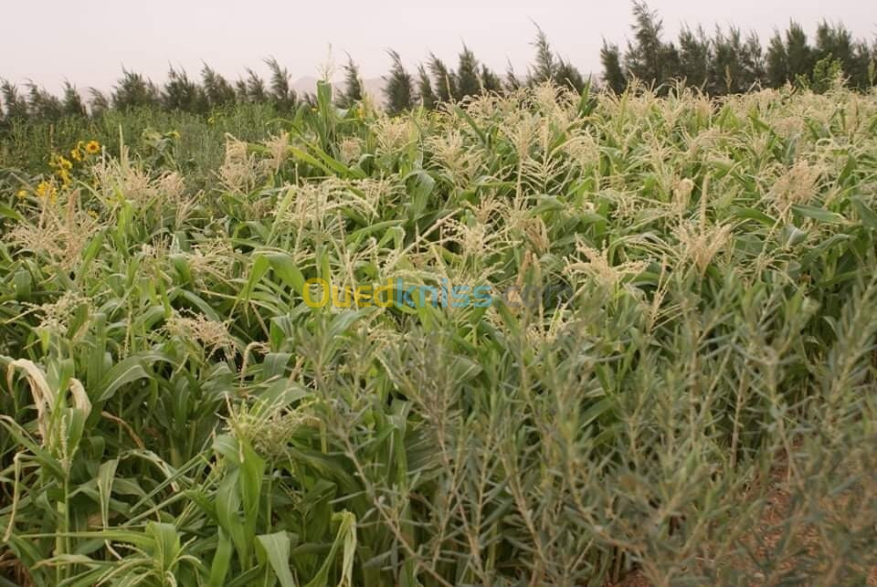 Vente Terrain Agricole Djelfa Ain oussara