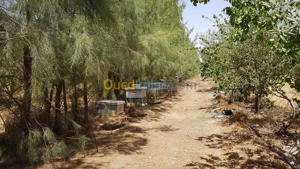 Vente Terrain Agricole Djelfa Ain oussara