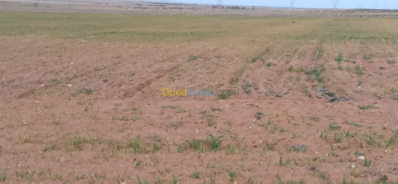 Vente Terrain Agricole Djelfa Benhar