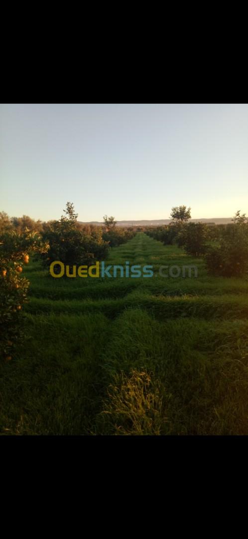 Vente Terrain Agricole Tlemcen Hennaya