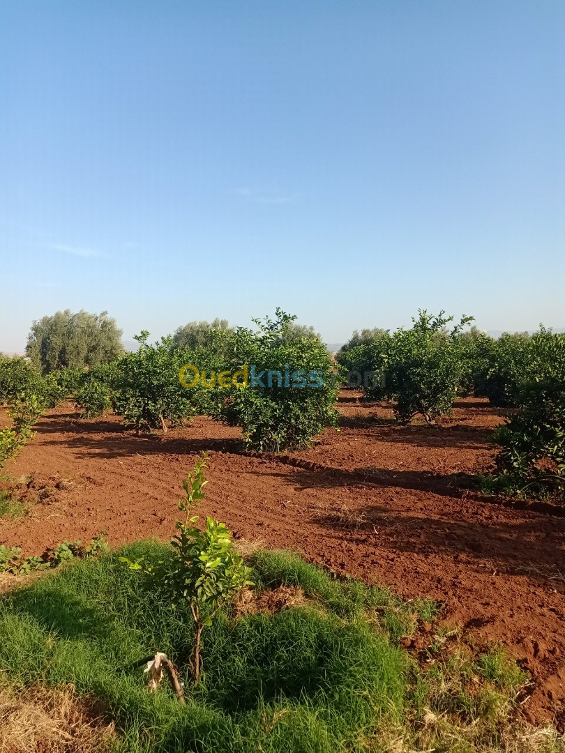 Vente Terrain Agricole Tlemcen Hennaya