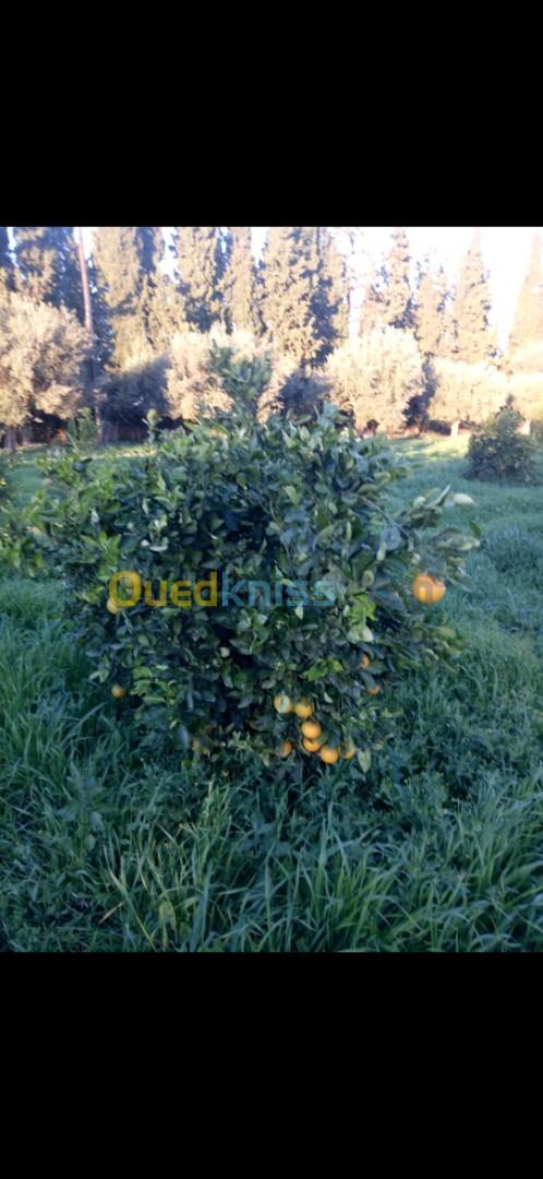 Vente Terrain Agricole Tlemcen Hennaya