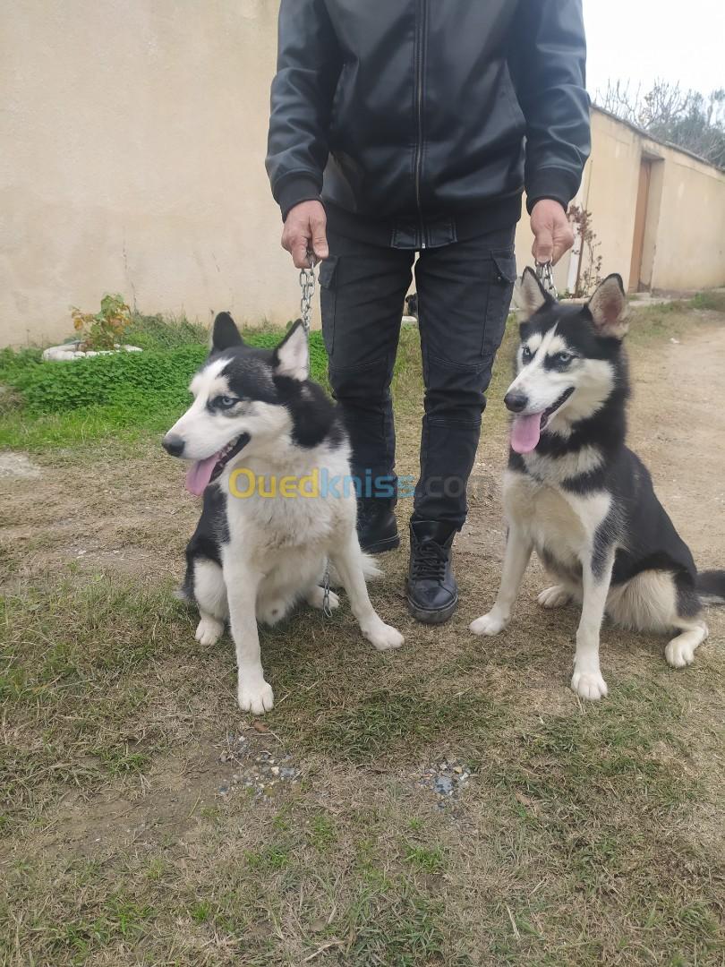 Couple Husky Sibérien 