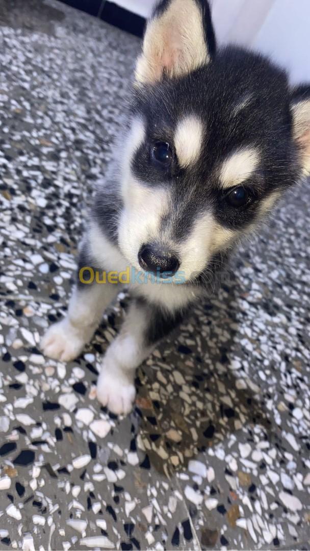 Deux chiots husky (male et female )