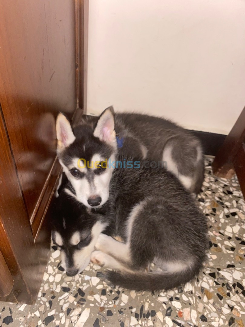 Deux chiots husky (male et female )