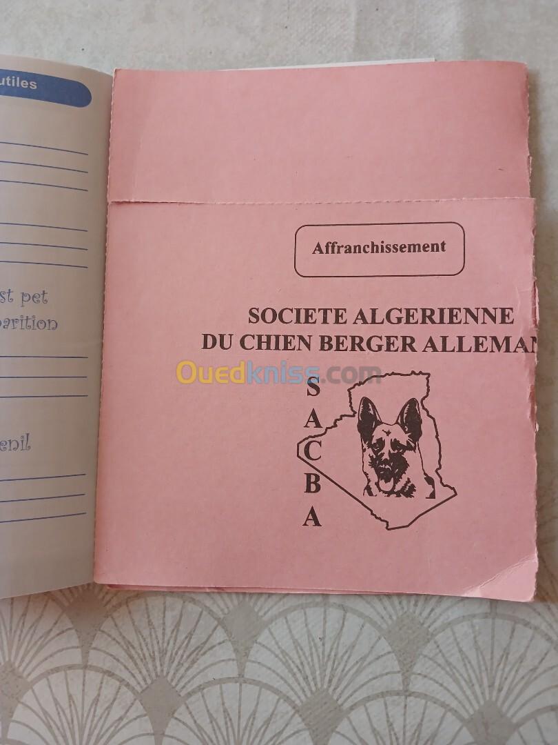 Berger allemand femelle pedigree 