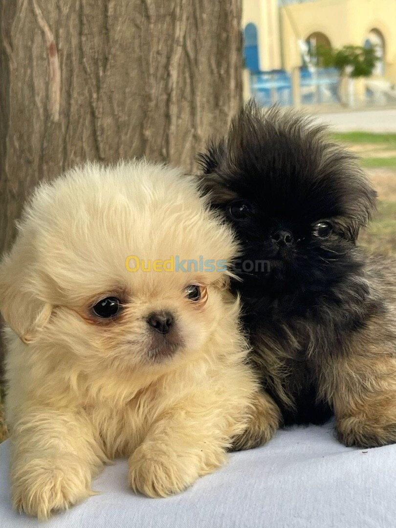 Chiots pekinois 