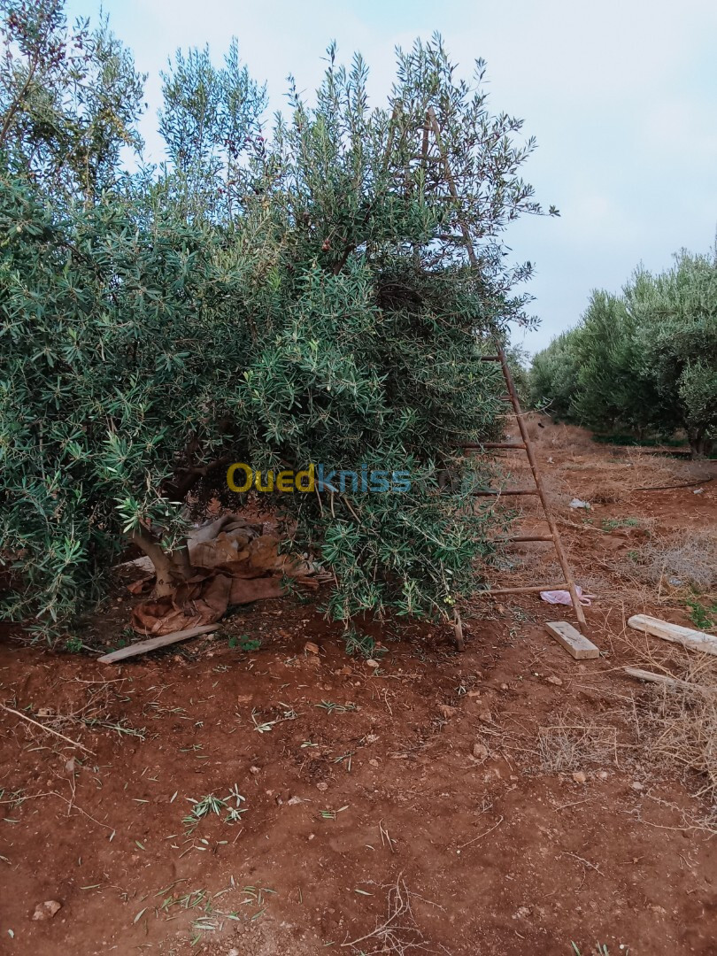 Vente Terrain Sidi Bel Abbès Sidi bel abbes