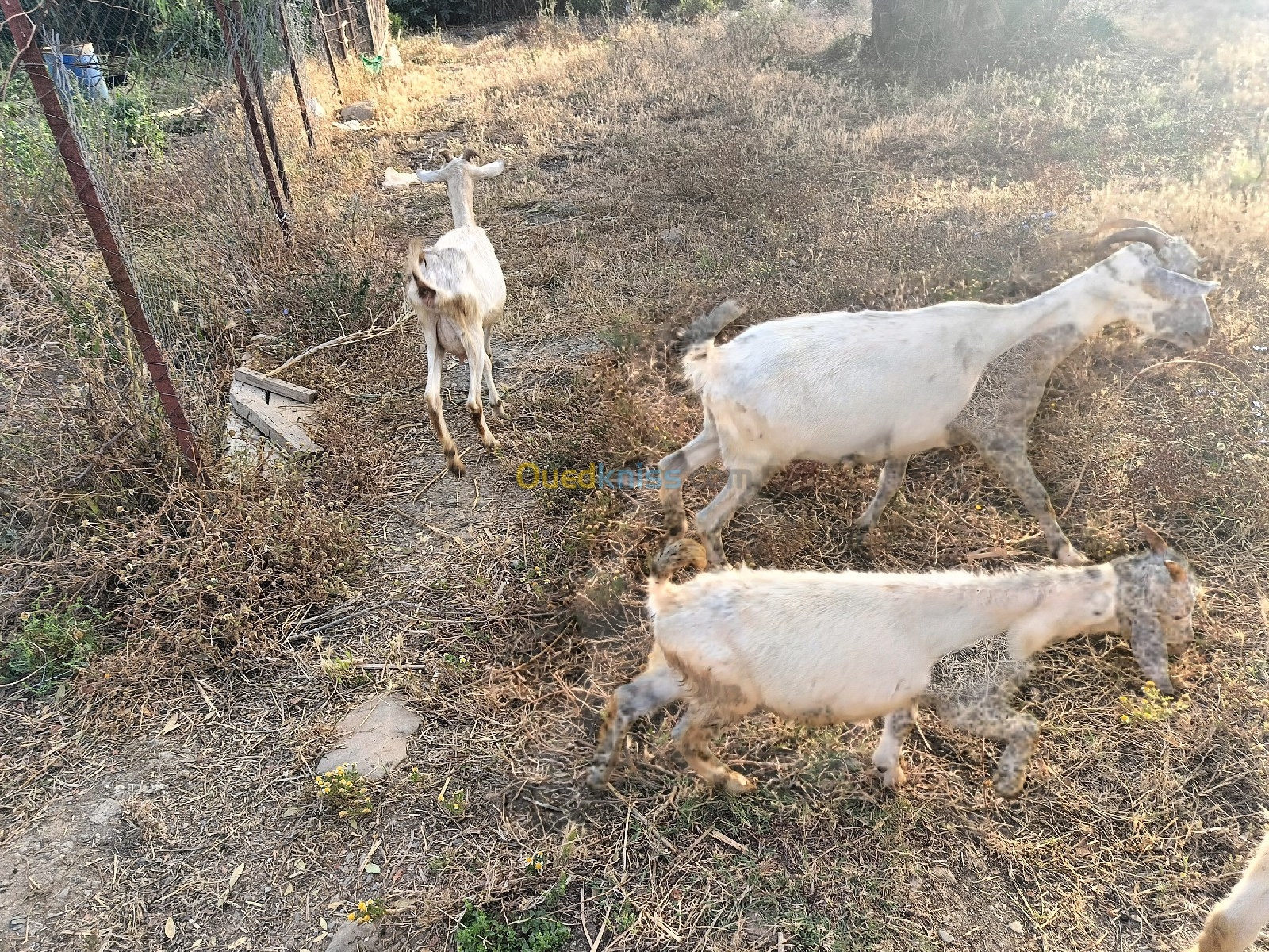 Vente de chèvre a azeffoun Tizi ouzou 