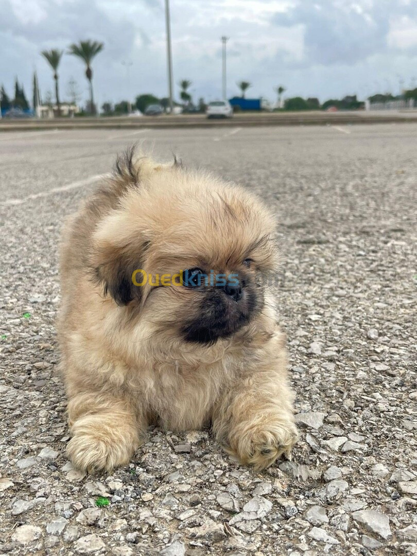 Chiots pekinois 