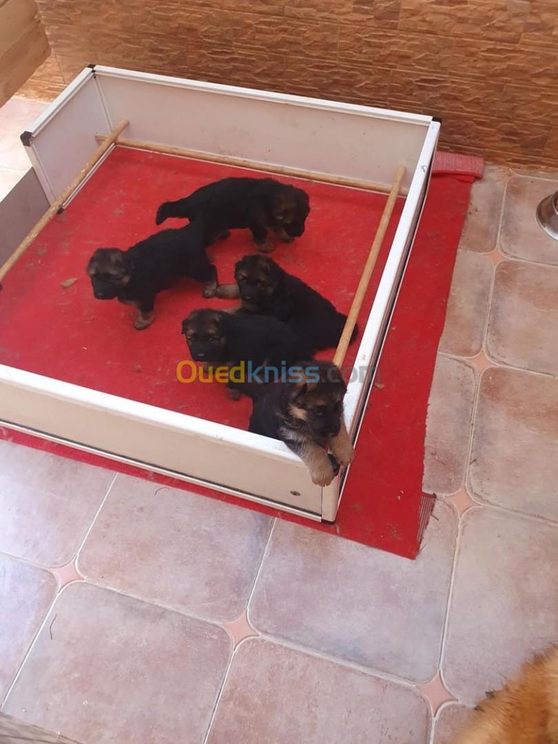 Chiots berger allemand 