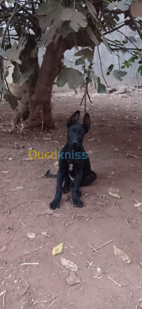 Chien Malinois | Deux Chiots Malinois Bleu Mexicain Males 2 mois