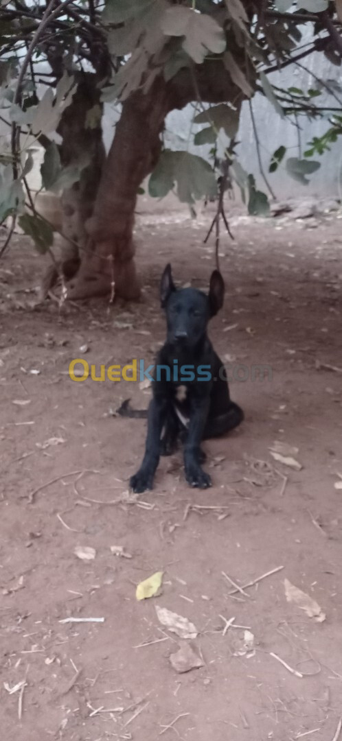 Chien Malinois | Deux Chiots Malinois Bleu Mexicain Males 2 mois