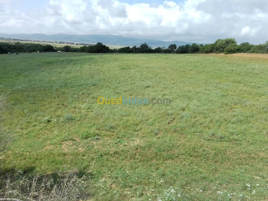 Vente Terrain Agricole Skikda Ben Azzouz