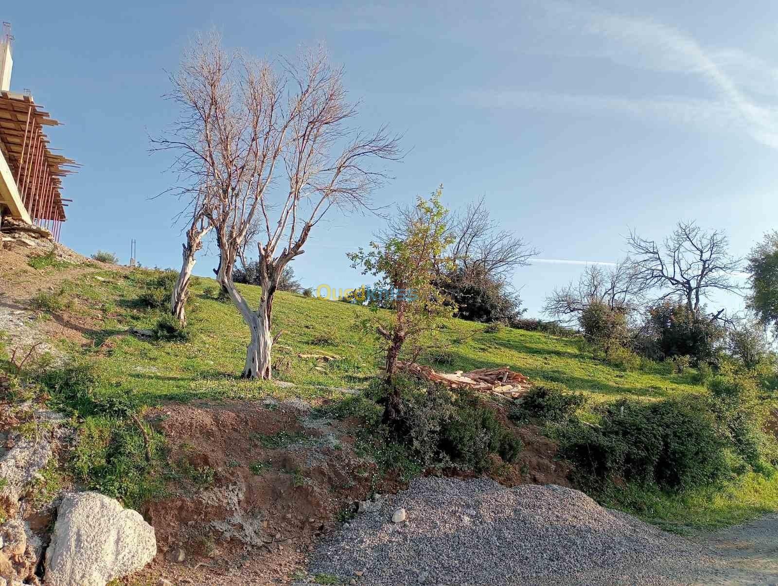 Vente Terrain Boumerdès Beni amrane