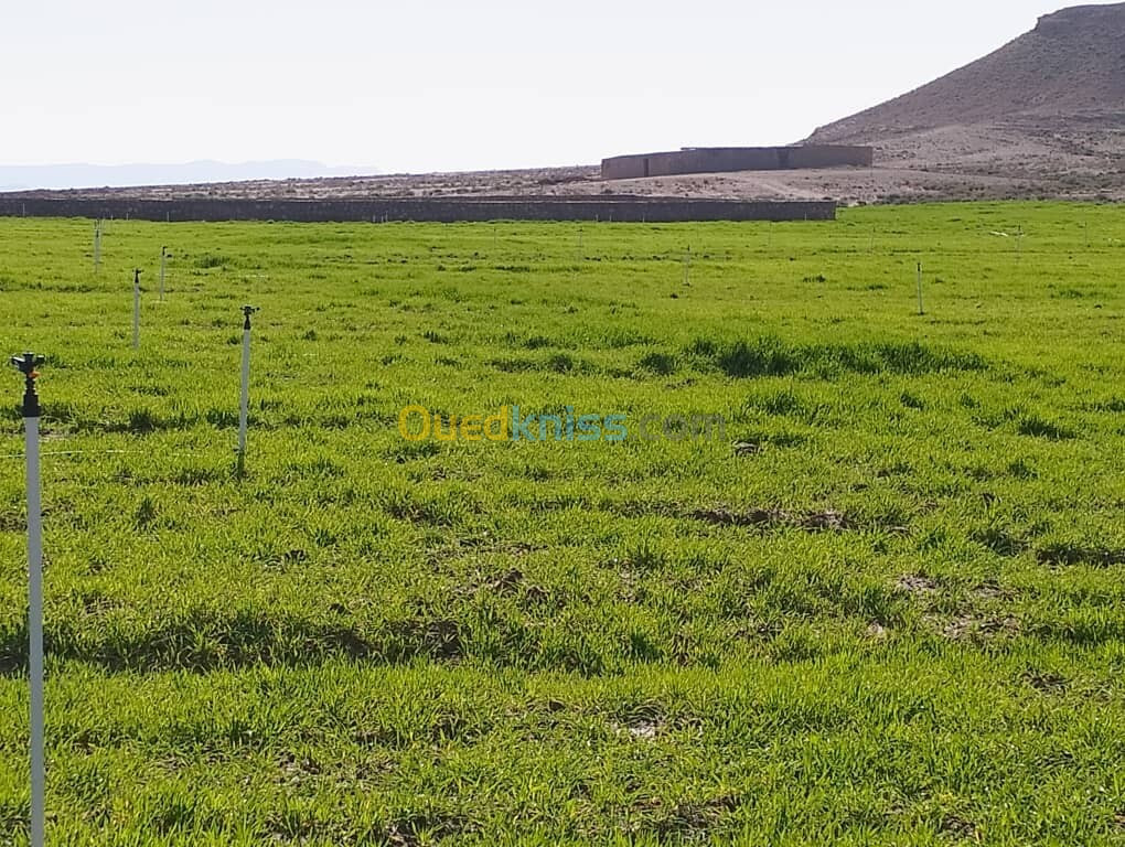 Vente Terrain Agricole Djelfa Djelfa