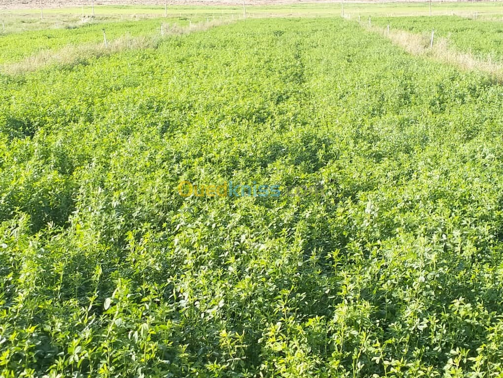 Vente Terrain Agricole Djelfa Djelfa