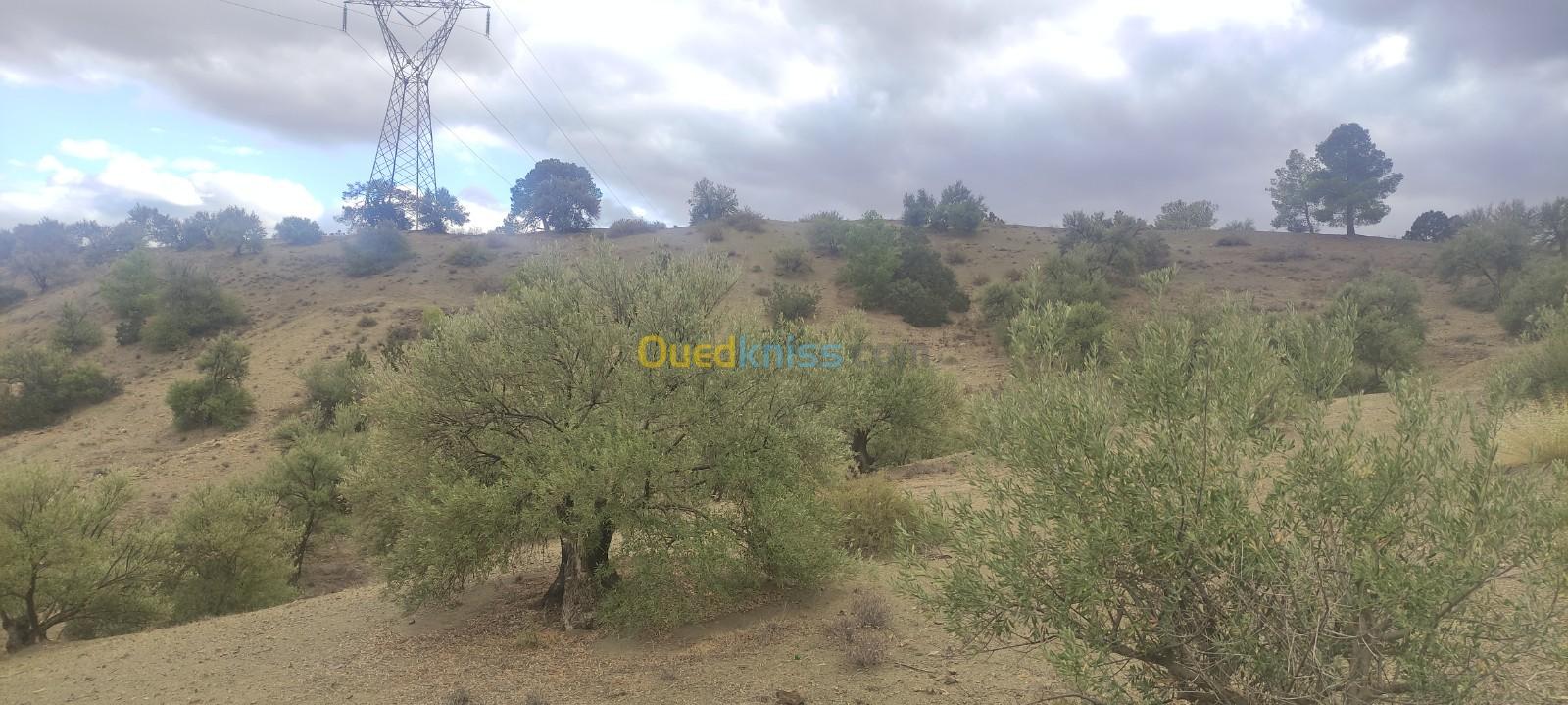 Vente Terrain Agricole Bordj Bou Arreridj Ouled sidi brahim