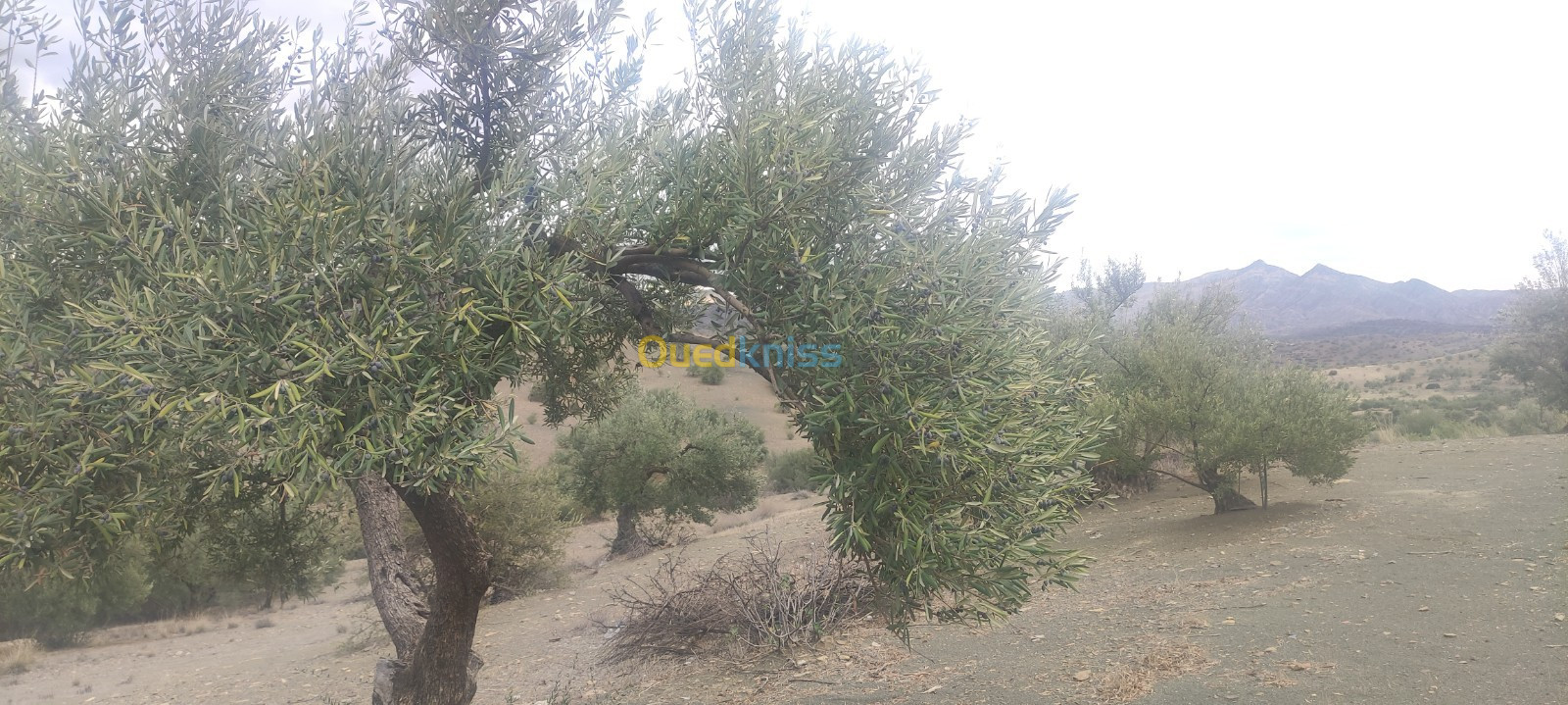 Vente Terrain Agricole Bordj Bou Arreridj Ouled sidi brahim