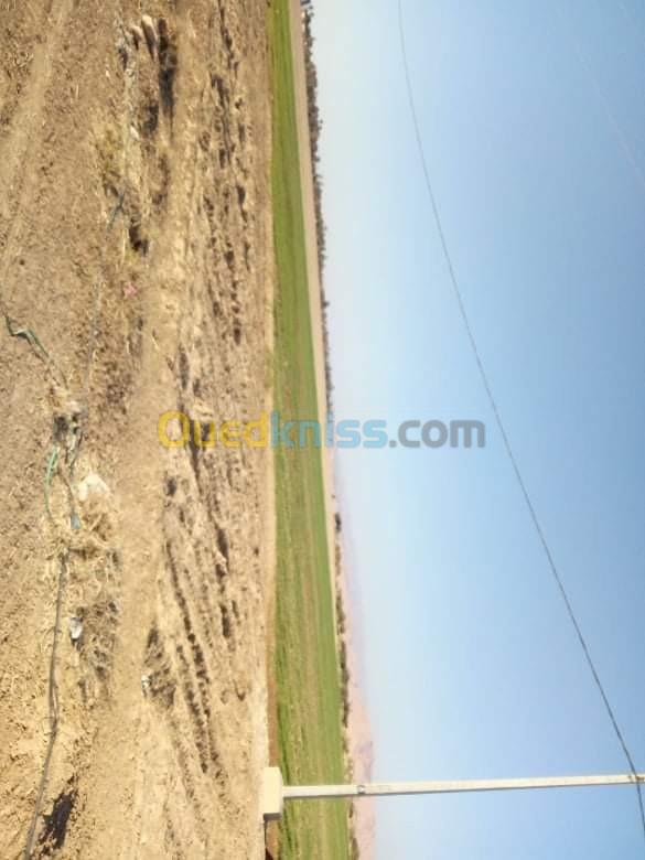 Vente Terrain Agricole Biskra Sidi okba