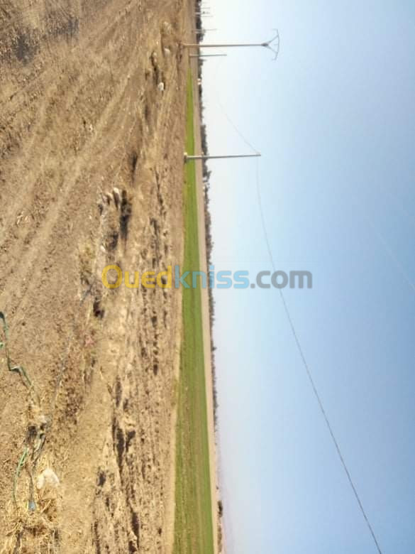 Vente Terrain Agricole Biskra Sidi okba