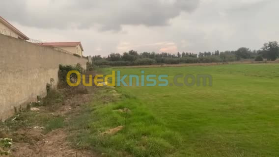 Vente Terrain Agricole Blida Boufarik