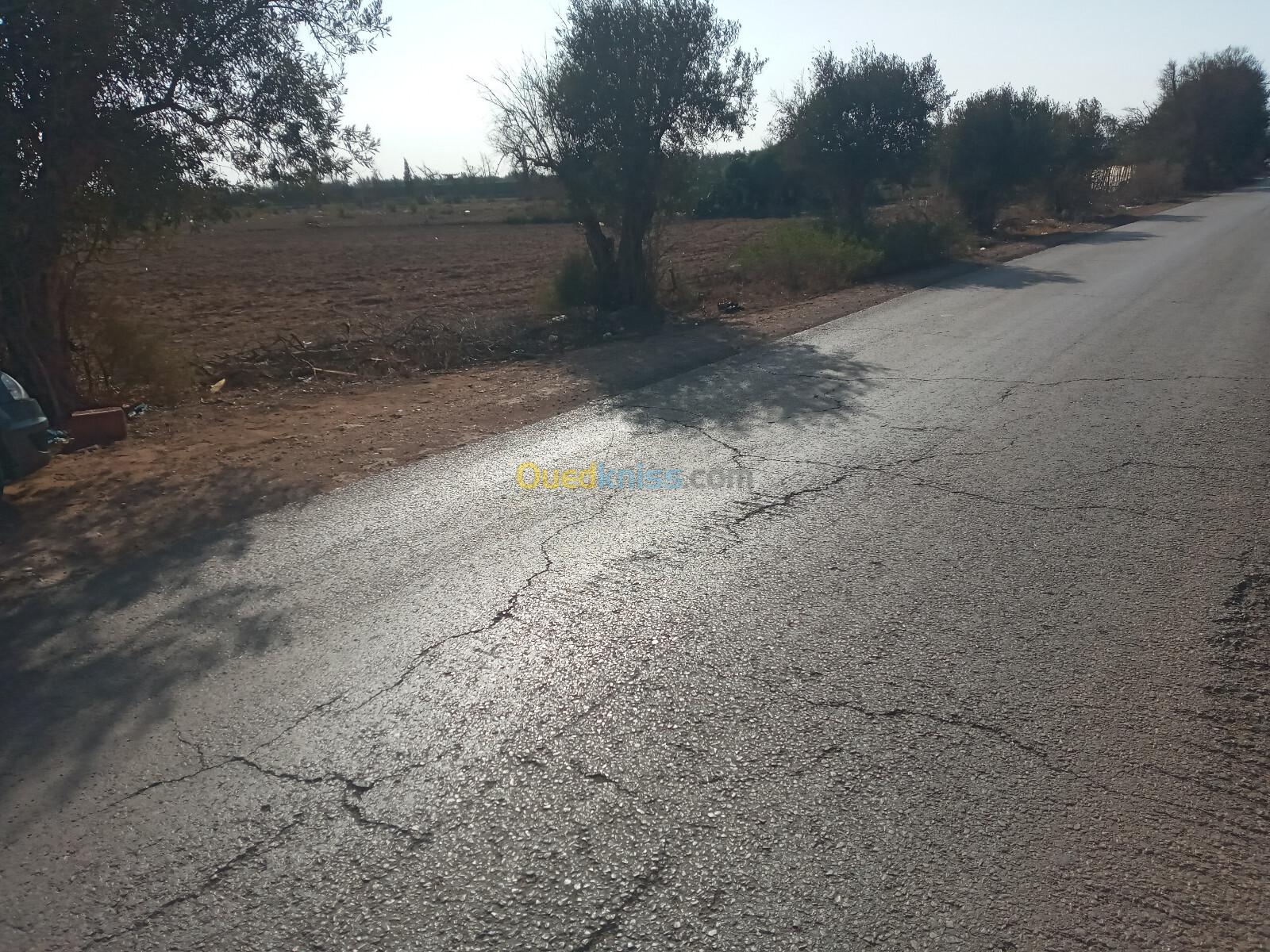 Vente Terrain Agricole Mostaganem El hassiane