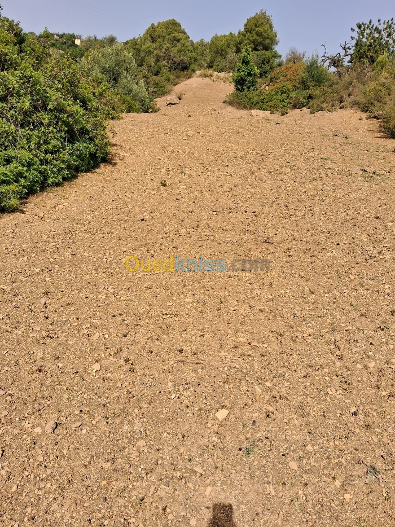 Vente Terrain Tipaza Larhat