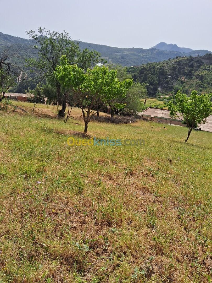 Vente Terrain Tipaza Larhat