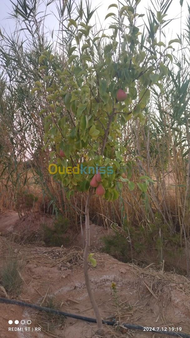 Vente Terrain Agricole Djelfa Ain el ibel