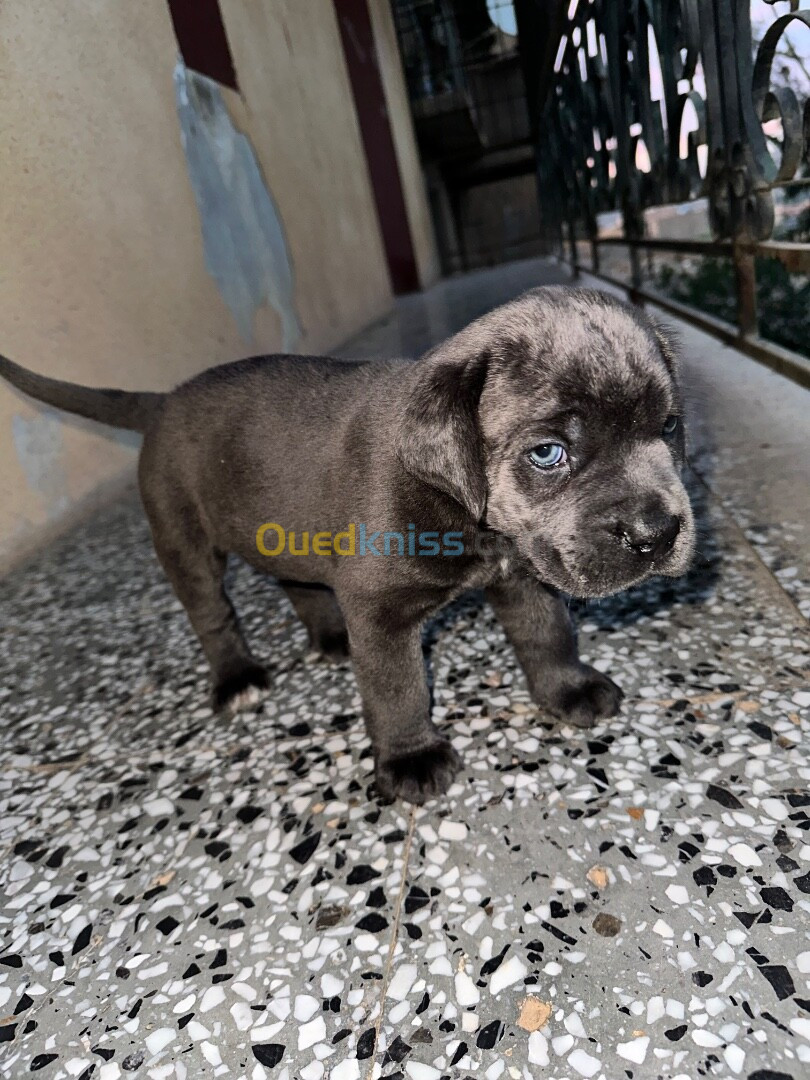 Chiot cane corso