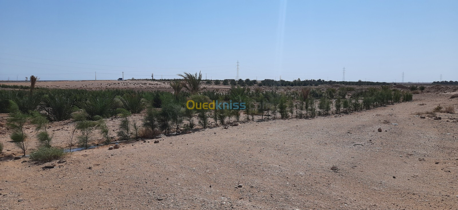 Vente Terrain Agricole Biskra Oumache