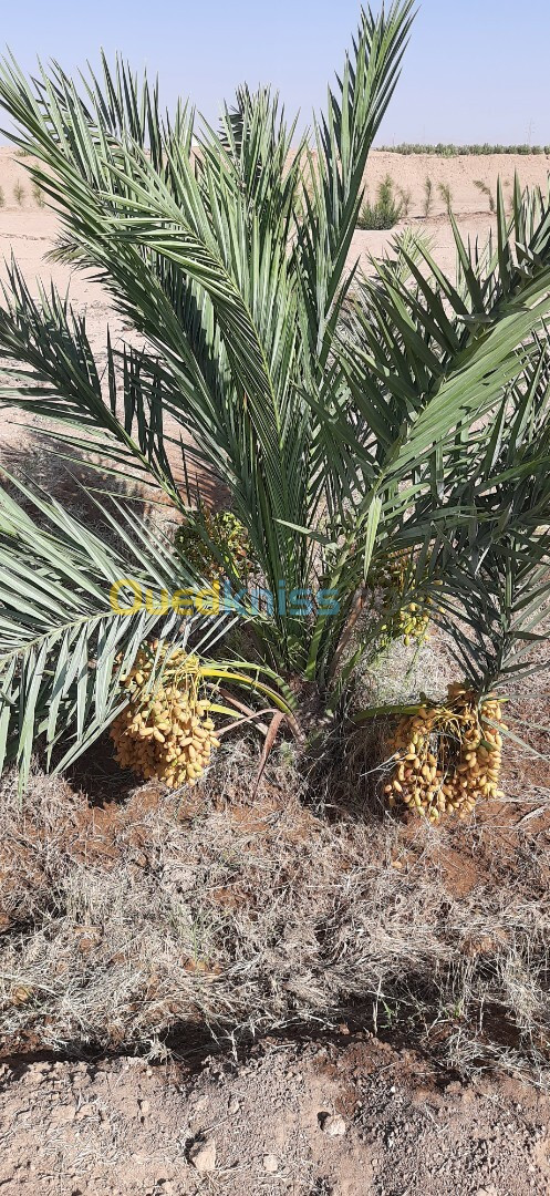 Vente Terrain Agricole Biskra Oumache