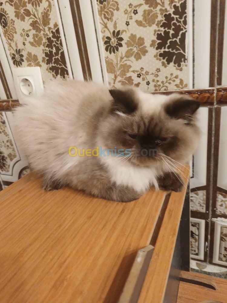 Chat Persan Himalaya 1 ans mal