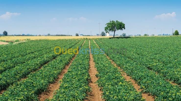 Vente Terrain Agricole Tipaza Attatba