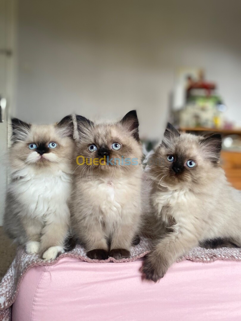 Himalayen yeux bleus 