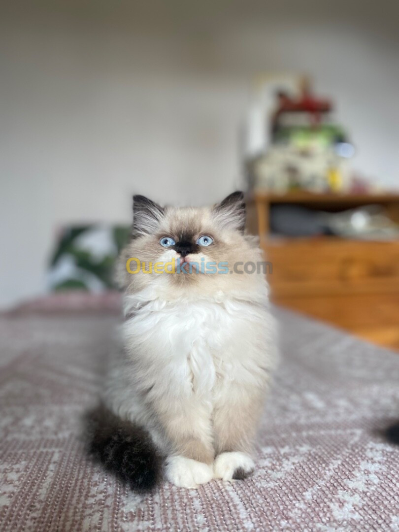 Himalayen yeux bleus 