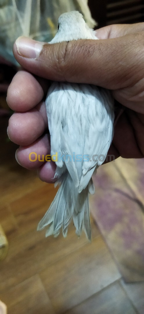 Canari Agat opale blanc