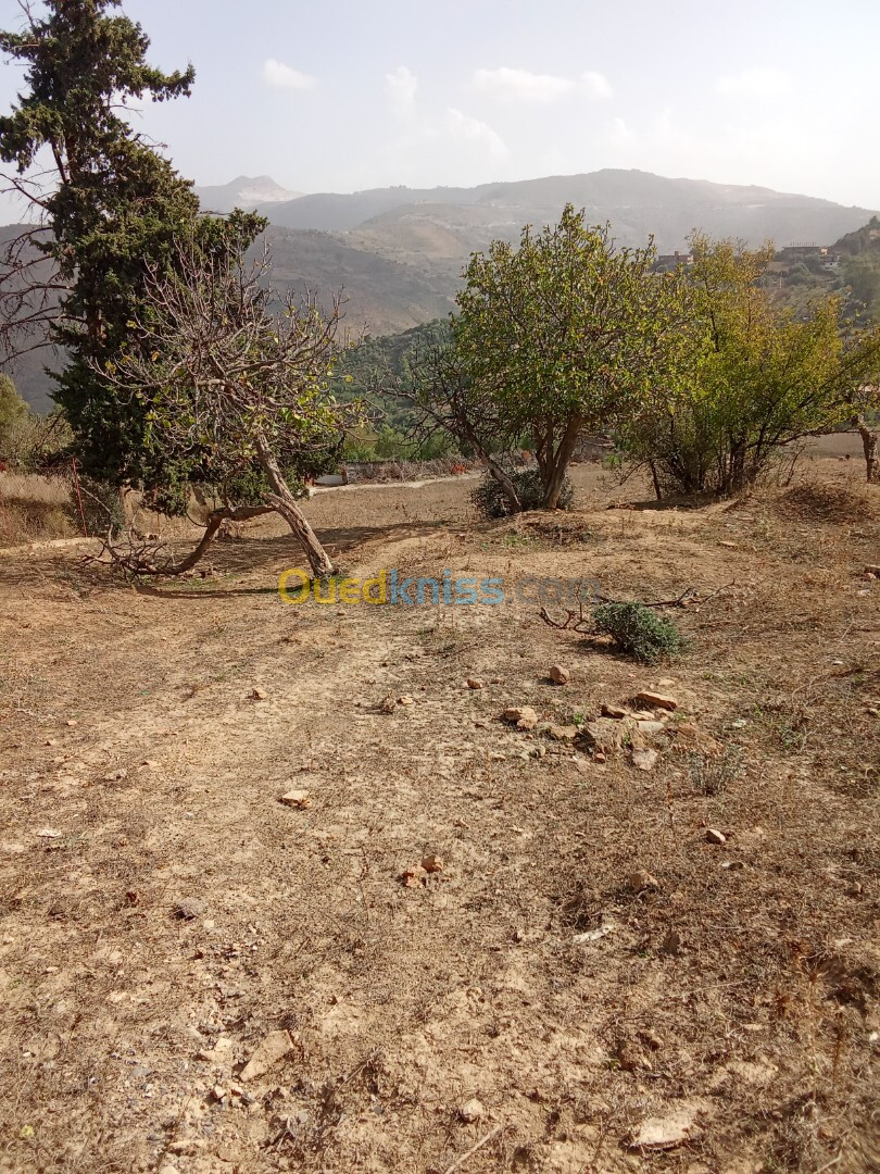 Vente Terrain Boumerdès Larbatache