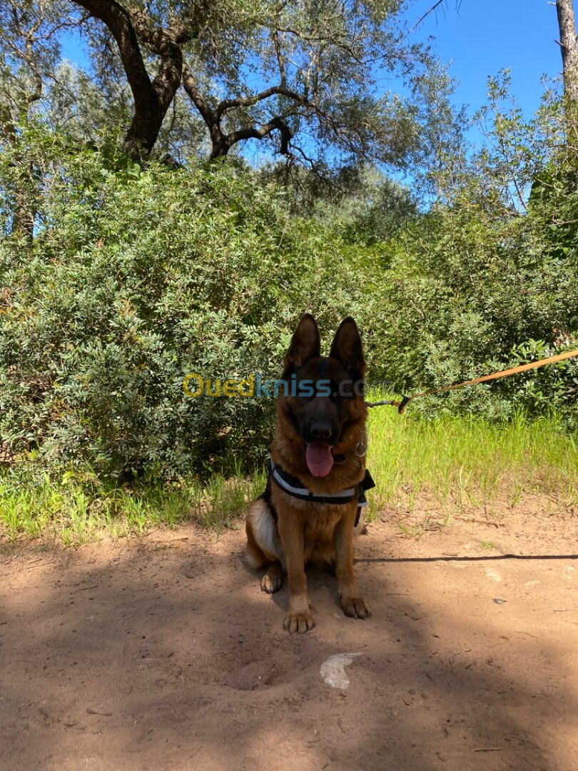 Chienne berger allemand