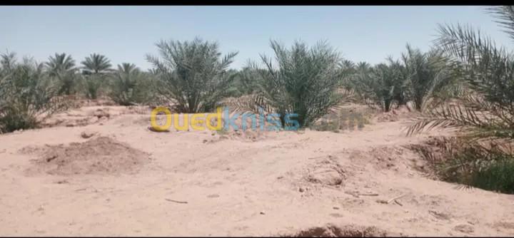 Vente Terrain Agricole Biskra El ghrous