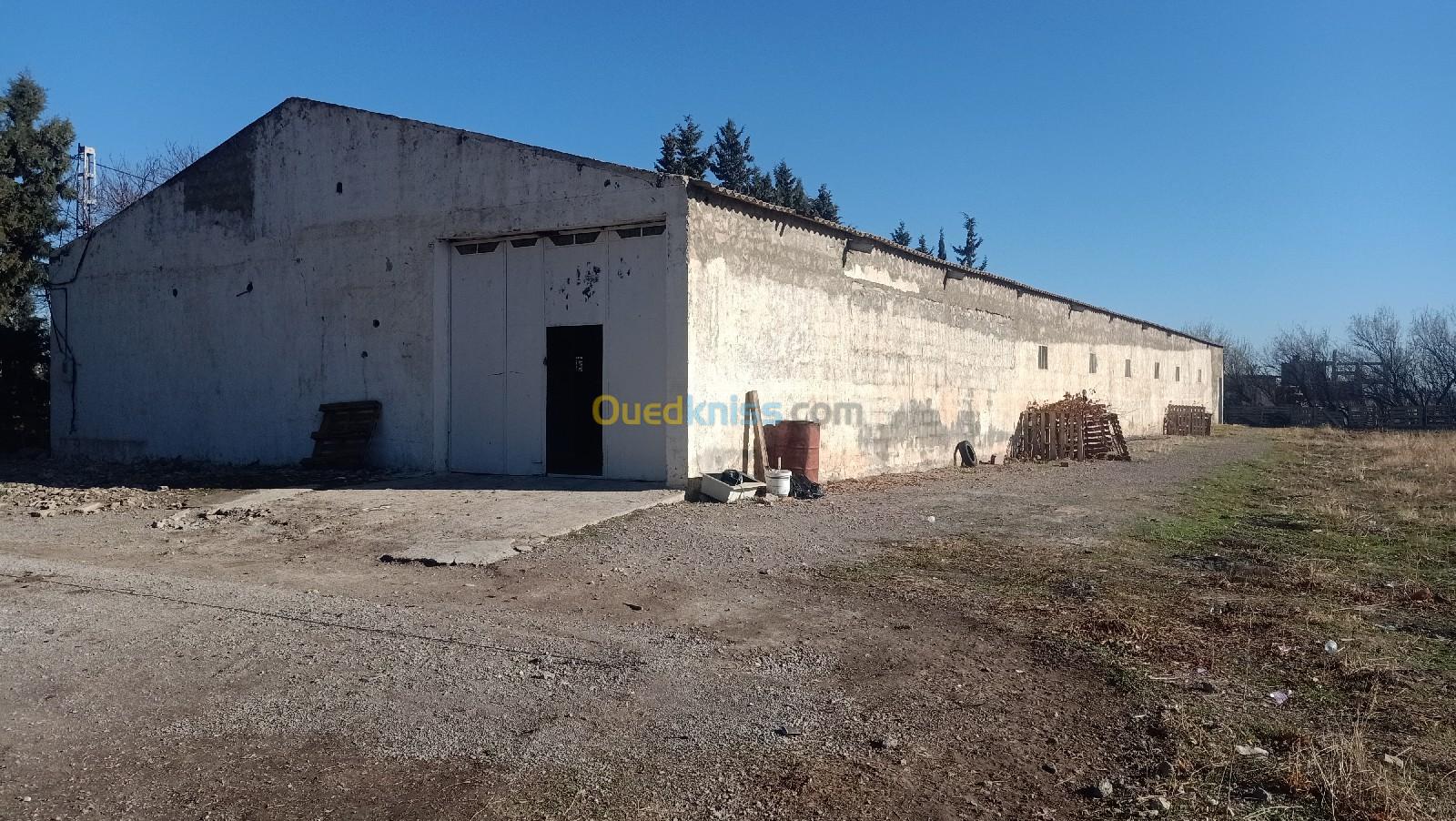 Location Hangar Sétif Guelal