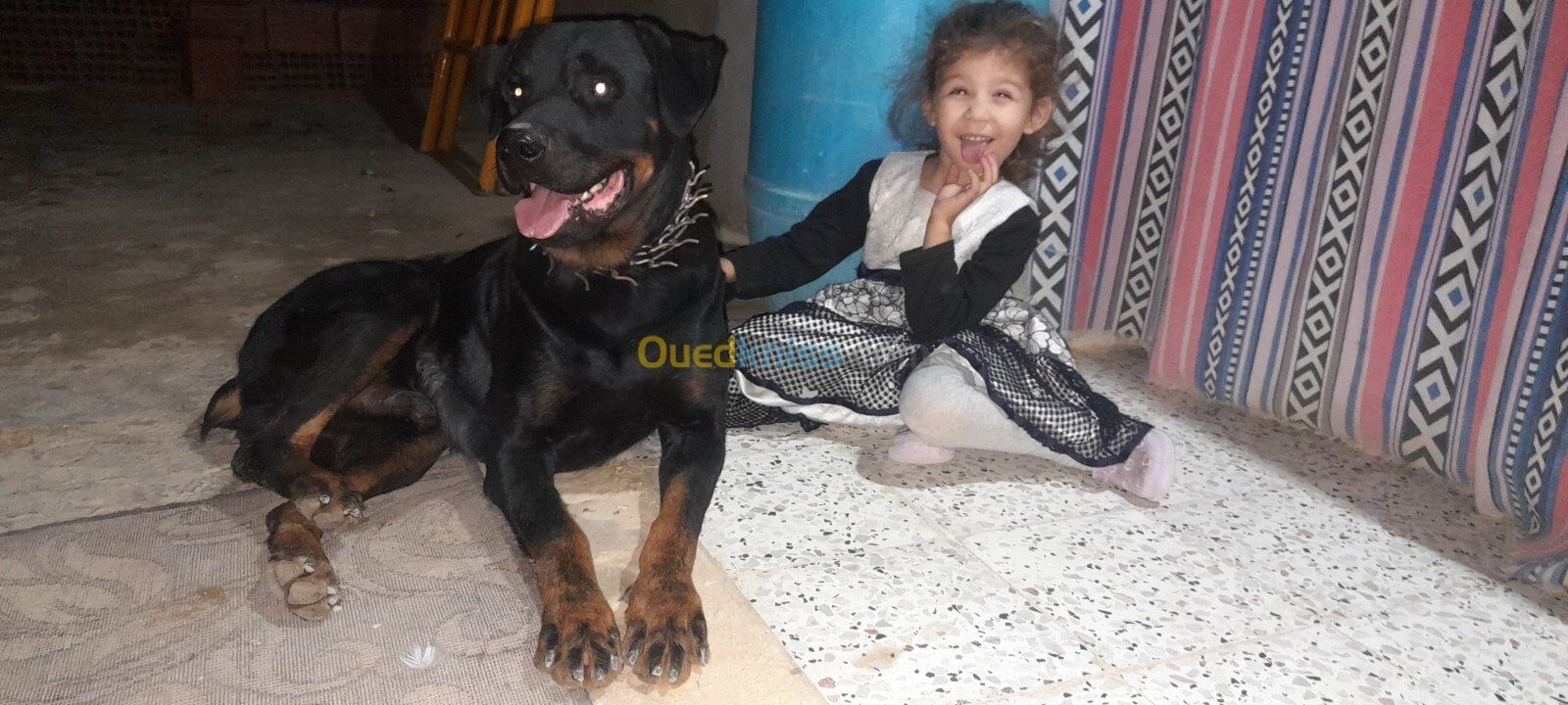 Rottweiller allemand 