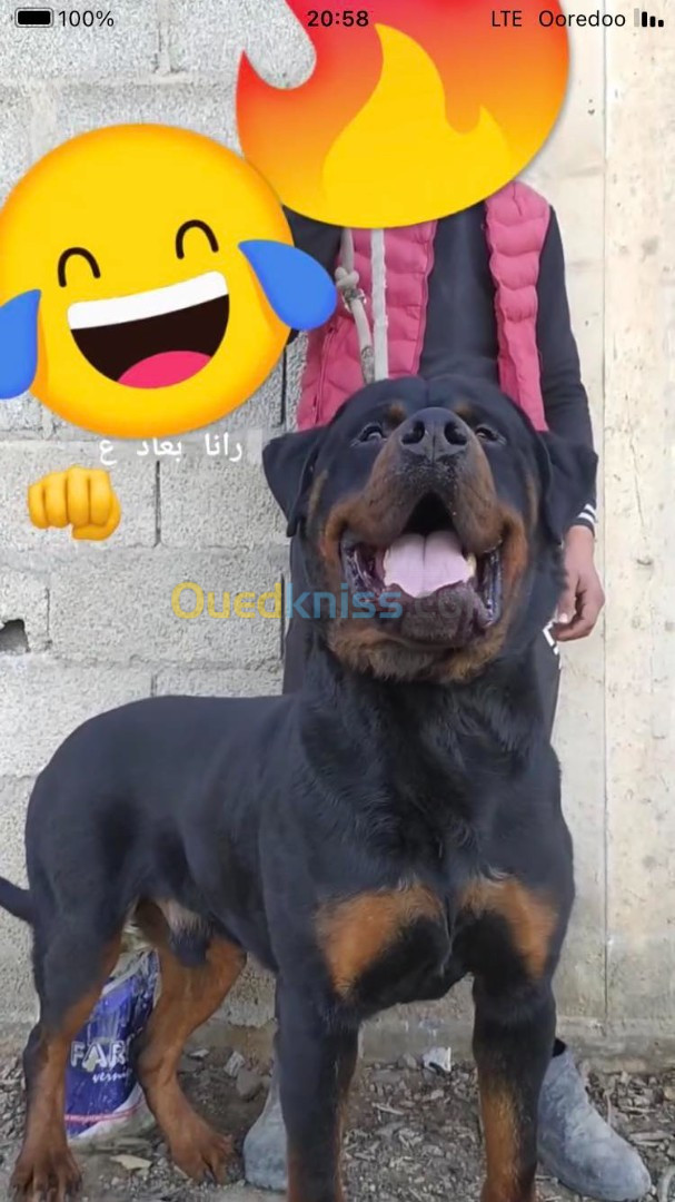 Chiot rottweiler 