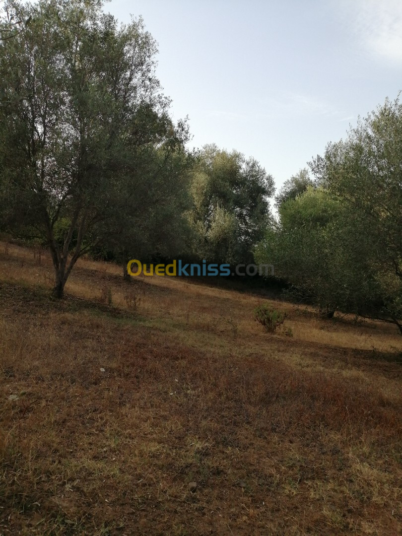 Vente Terrain Agricole Jijel Taher