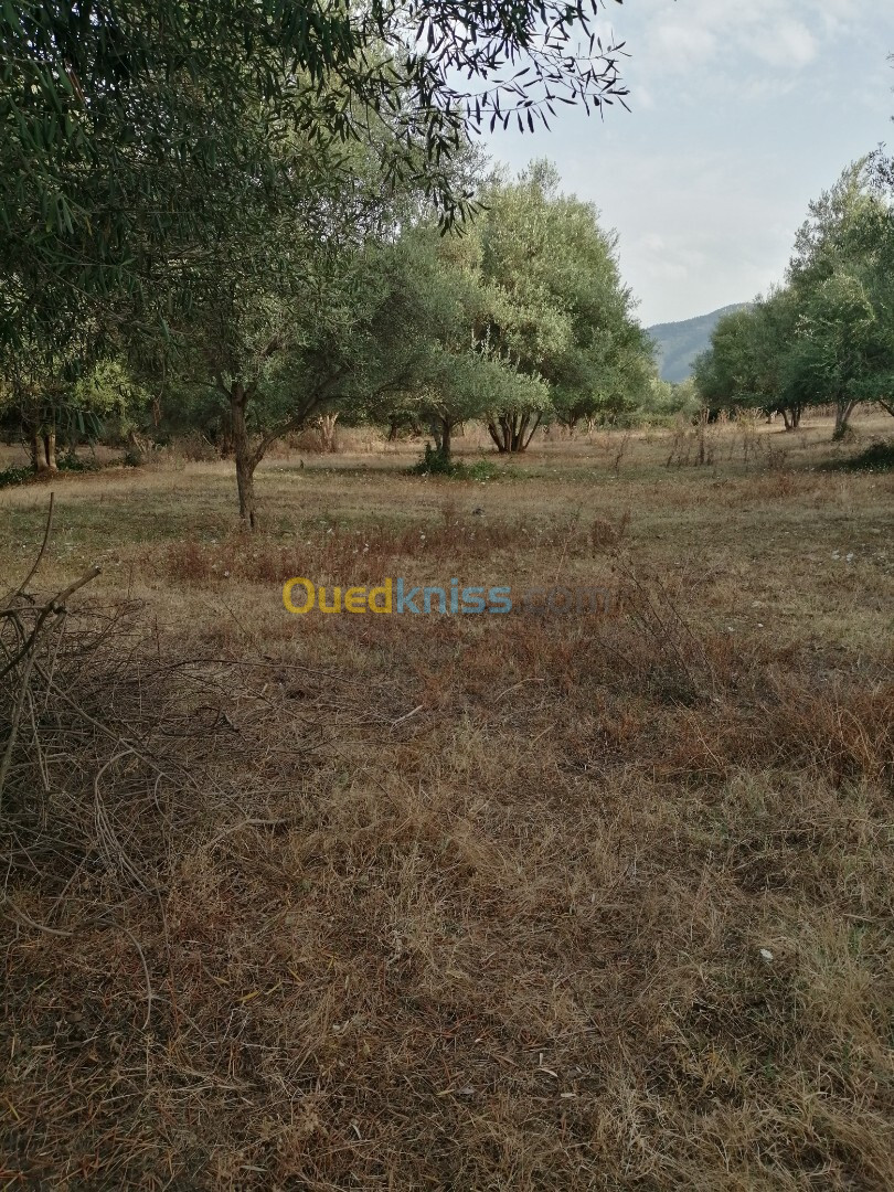 Vente Terrain Agricole Jijel Taher