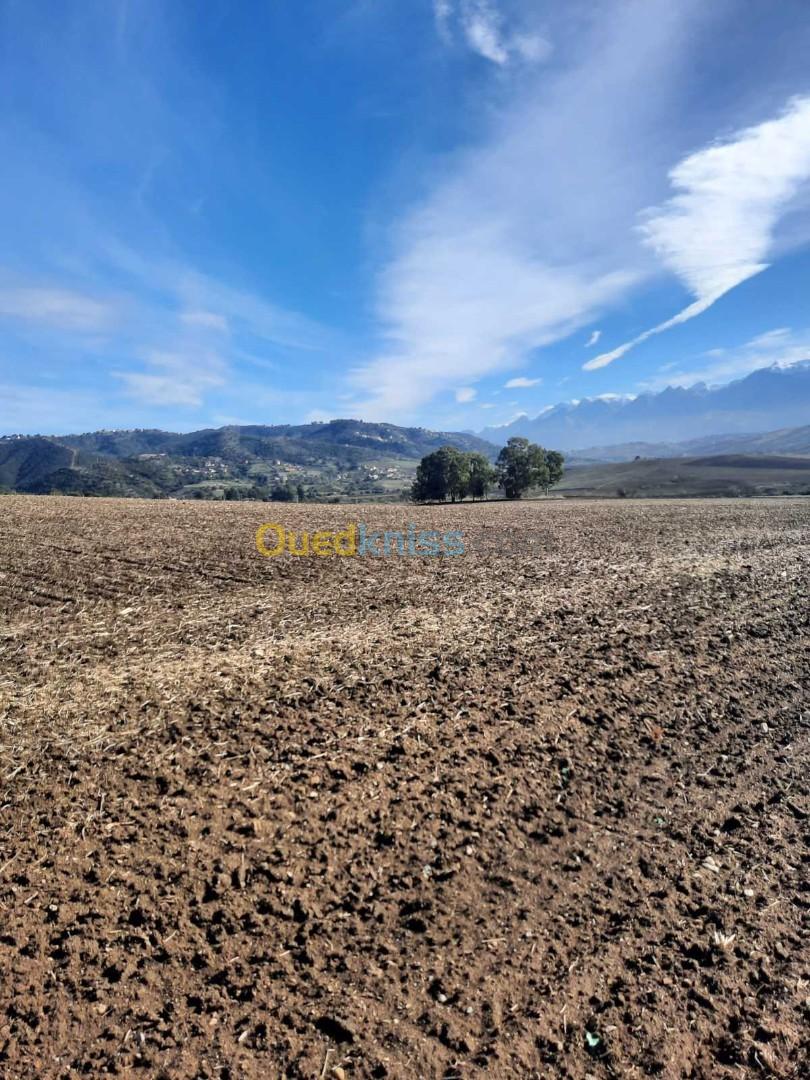 Vente Terrain Agricole Tizi ouzou Ain zaouia