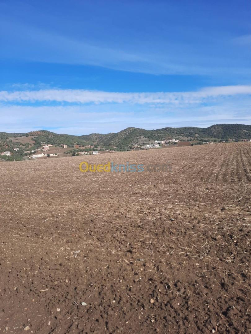 Vente Terrain Agricole Tizi ouzou Ain zaouia